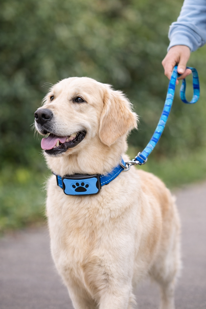 Collier Anti-Aboiement SereniPaw